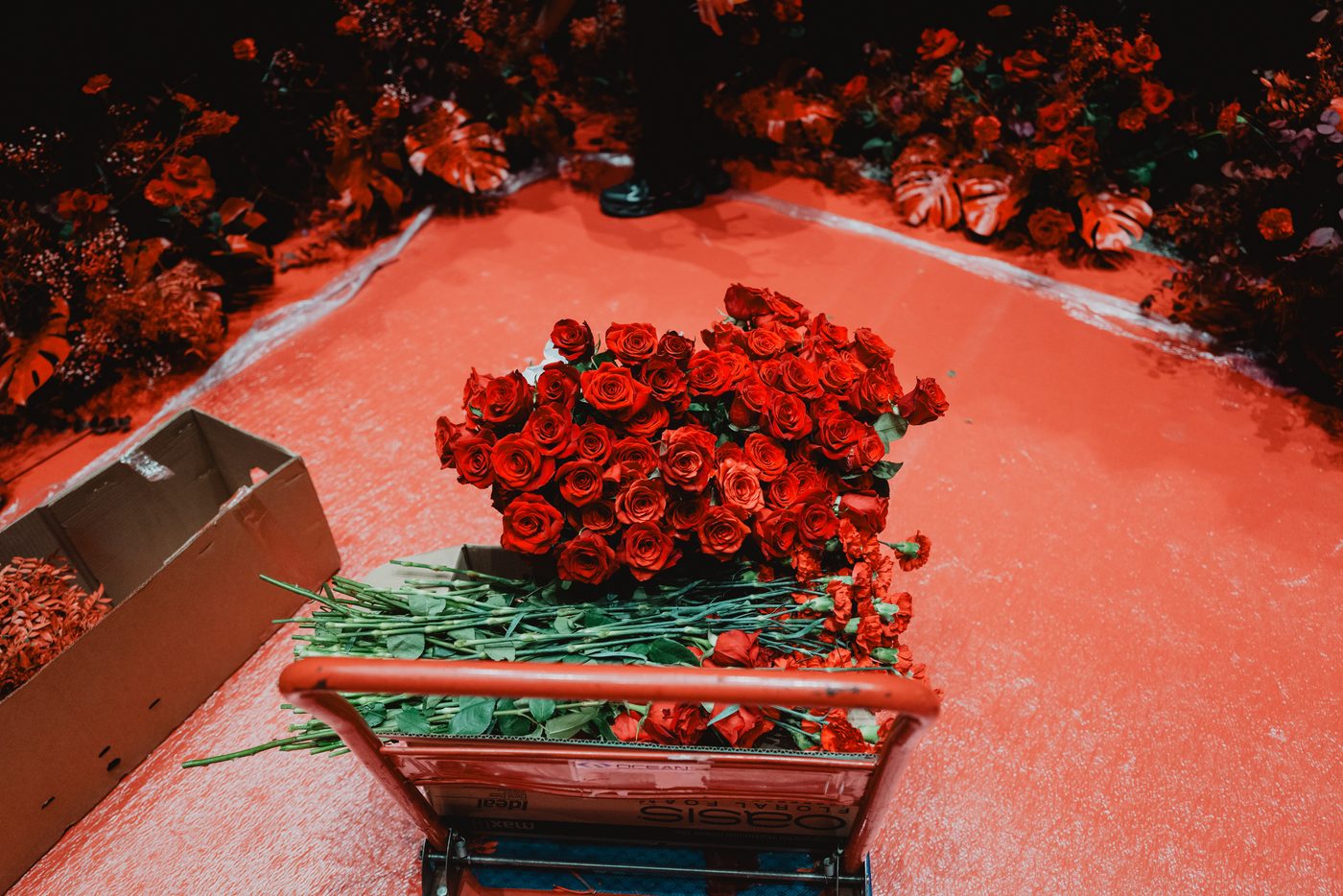 Carro con rosas rojas recién cortadas junto a la alfombra de los Premios Goya