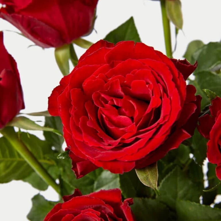 12 Rosas Para Personalizar - Les Fleurs Madrid
