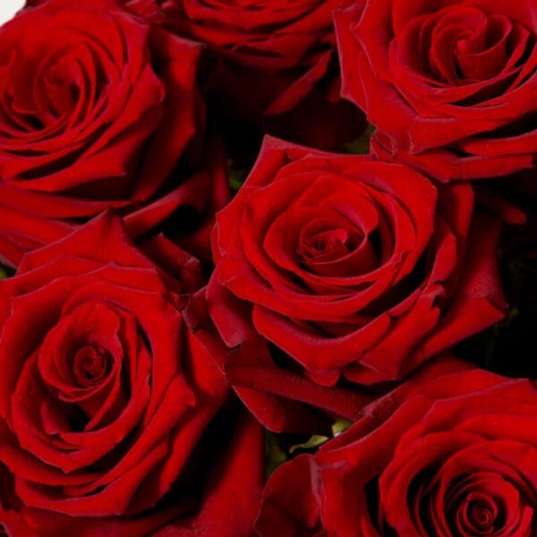 50 Rojas Perfumadas XL - Imagen 3 | Les Fleurs Madrid