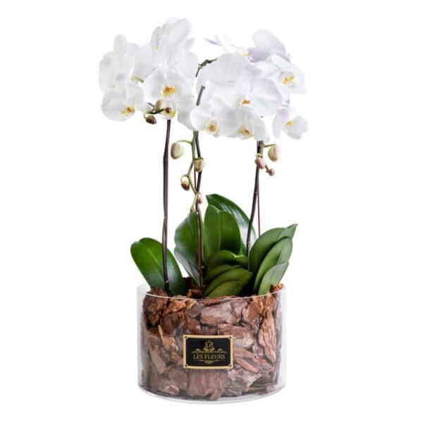 Orquídeas blancas en terrario de cristal - Les Fleurs Madrid