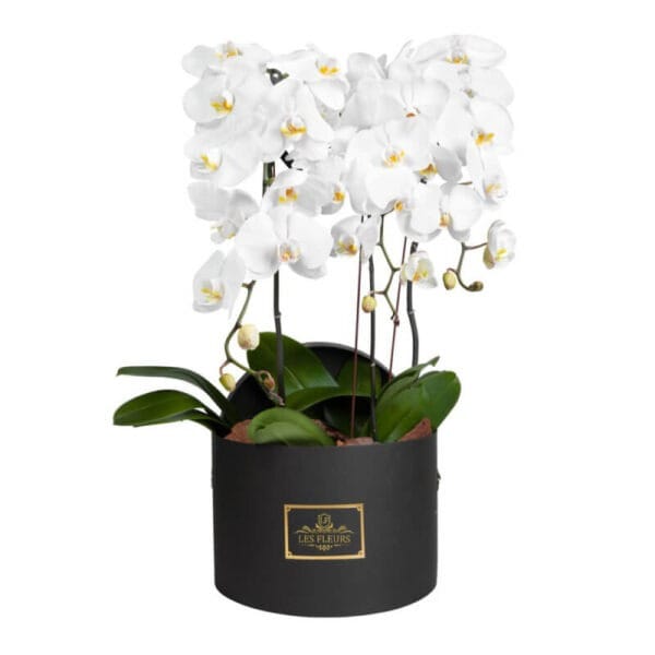 Orquídeas en elegante caja | Les Fleurs Madrid