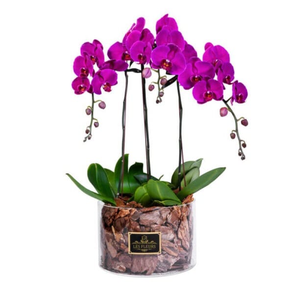 Orquídeas lilas en cristal | Les Fleurs Madrid