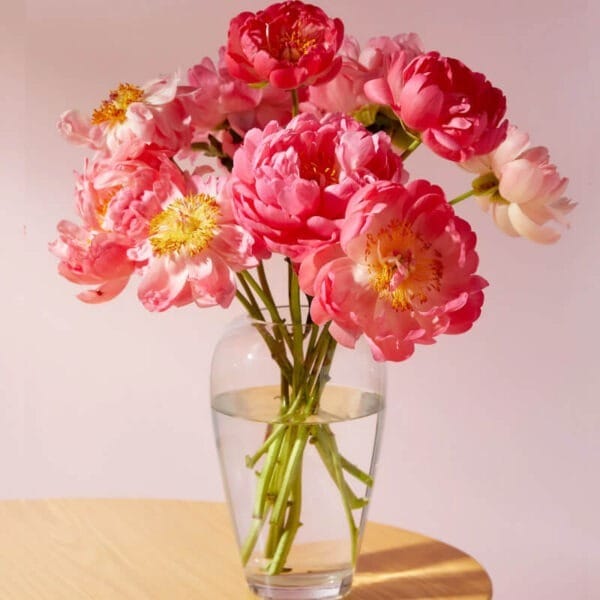 Ramo de peonías frescas en tonos coral y cereza, ideal para regalar o decorar, con entrega a domicilio en España