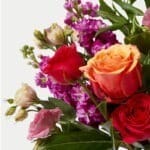 Eclipse Floral3