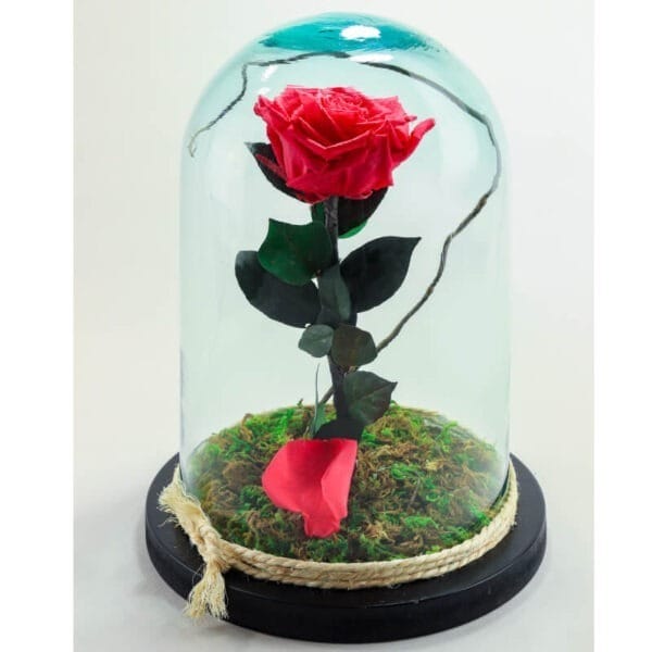 Rosa magenta preservada en cristal