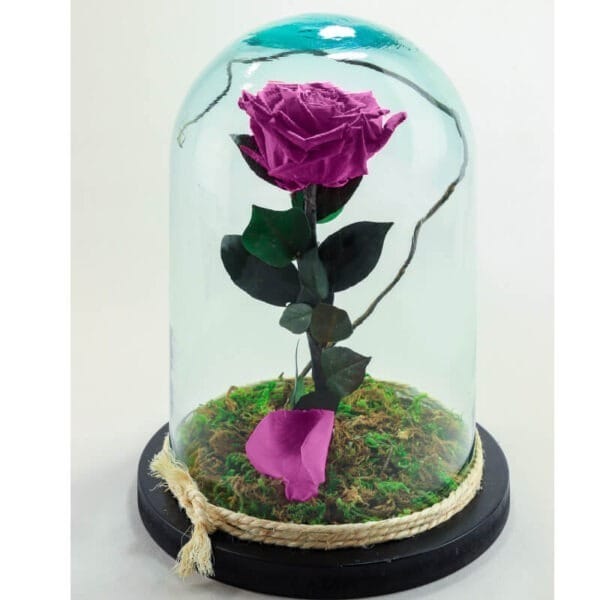 Rosa morada preservada en cúpula de cristal