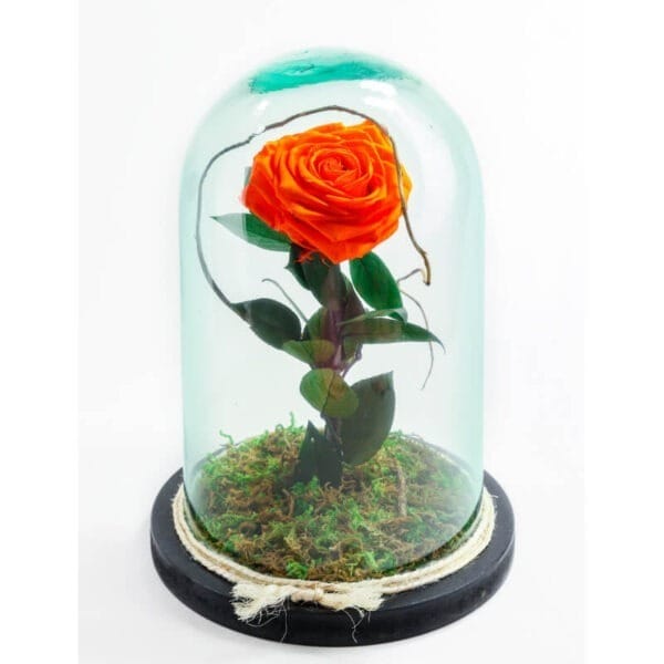 Rosa naranja preservada en cristal