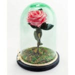 Rosa rosada preservada en cristal