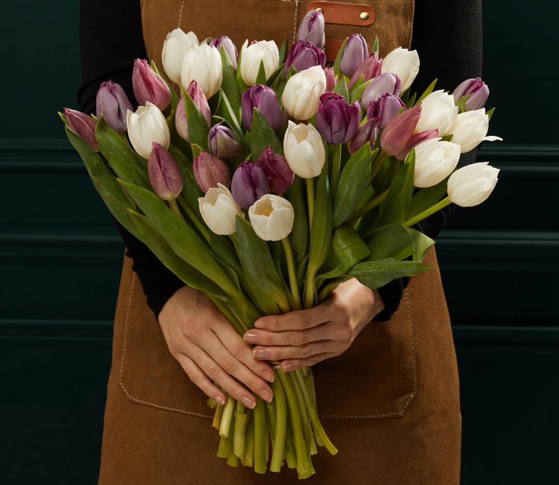 Person wearing a brown apron holds a large bouquet of white and purple tulips with green stems against a dark background.
