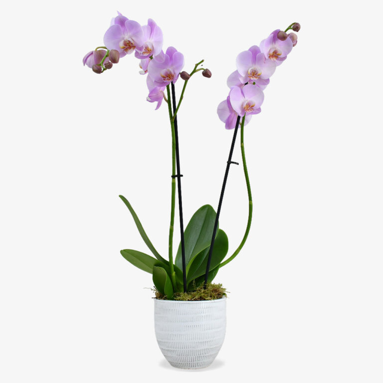 Orquídeas Rosas - Les Fleurs Madrid
