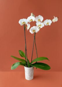 orquidea_blanca