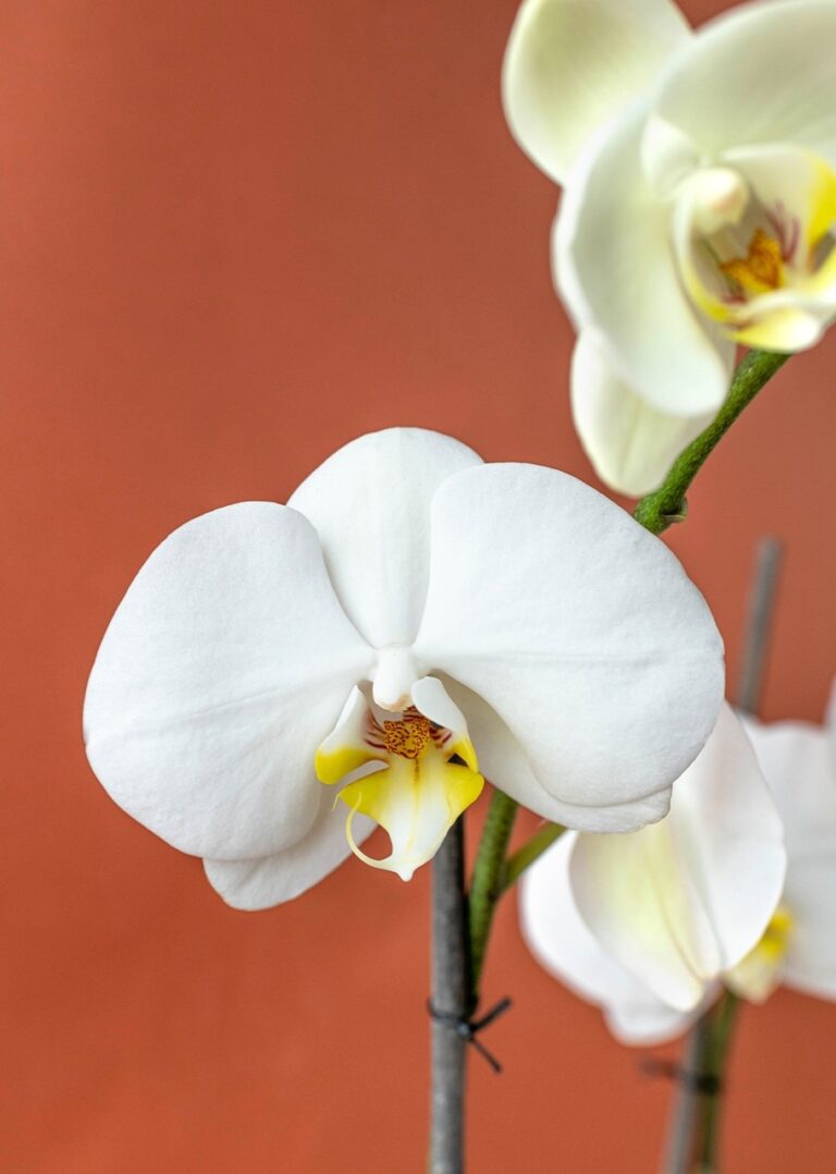 Orquídea Blanca - Les Fleurs Madrid
