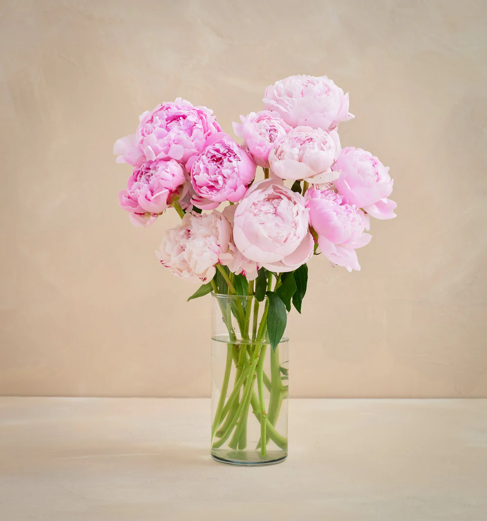 Bouquet of pink peonies in a tall clear glass vase with water against a beige background.